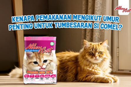 Kenapa Pemakanan Mengikut Umur Penting Untuk Tumbesaran Si Comel?